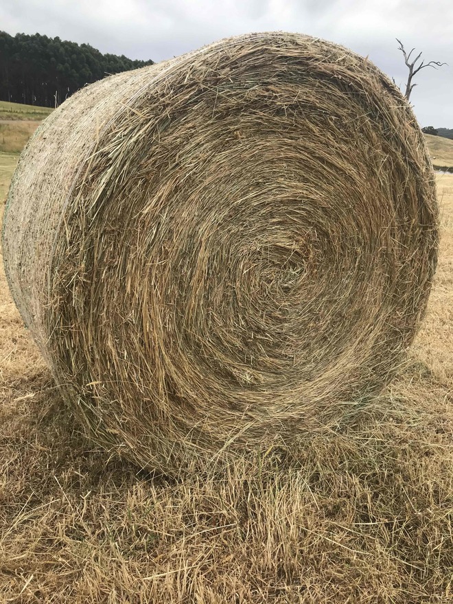 PASTURE HAY 5X4FT ROUNDS WEED FREE Farm Tender